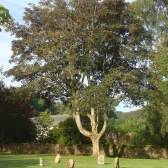 The stone circle, Cosawes Barton