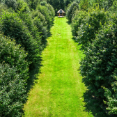 The natural aisle at Cosawes Barton