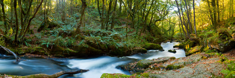 Kennall Vale, Ponsanooth