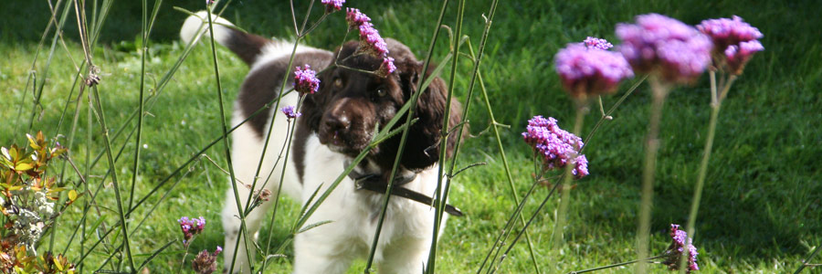 Dog friendly holiday cottages in Cornwall